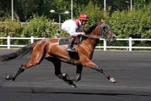 acheter un cheval de course trotteur