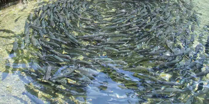 Rémunérations minimales de l’aquaculture en 2024